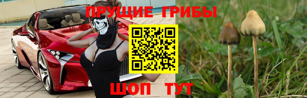 Галлюциногенные грибы Psilocybine cubensis  Псилоцибиновые грибы Psilocybe  Вход с VPN  Большой Камень 